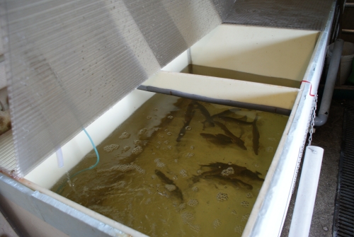 Generační ryby lipana podhorního v manipulační nádrži