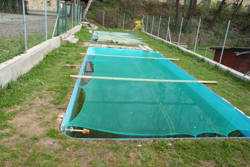 Venkovní bazény pro odchov plůdku mníka jednovousého